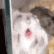 震惊的猫咪