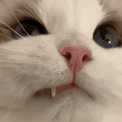 猫咪的迷茫表情
