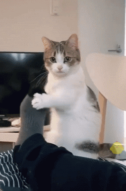 猫咪挥手再见