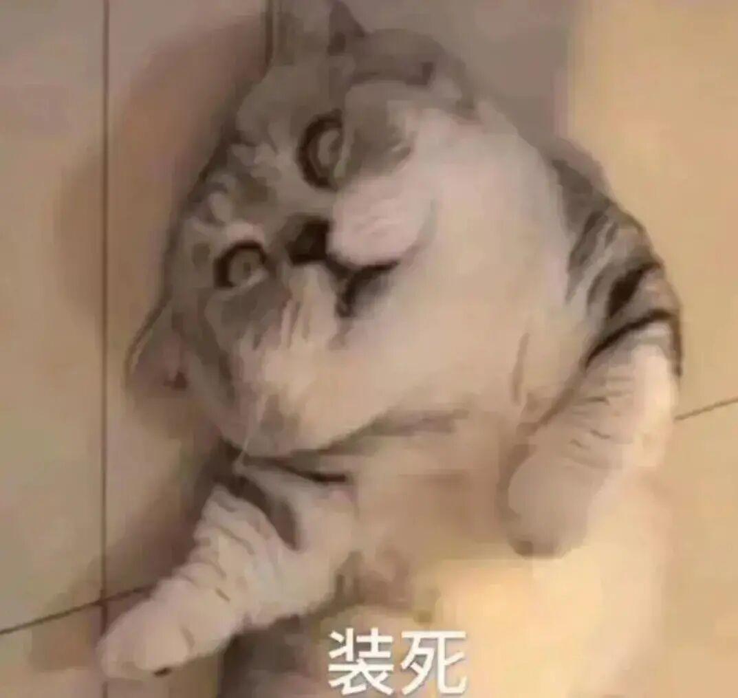 猫咪装死