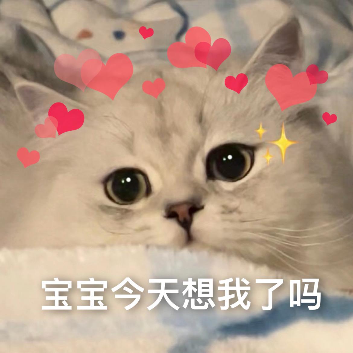 可爱猫咪撒娇表情包