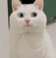 震惊猫