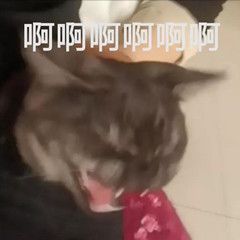 猫咪惊吓表情包