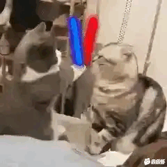 猫咪打架