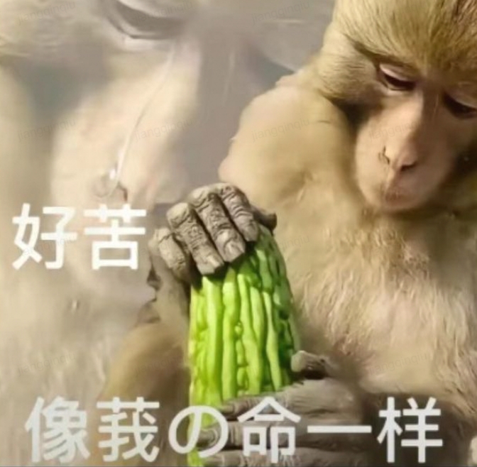 苦命的猴子