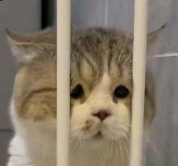 委屈猫