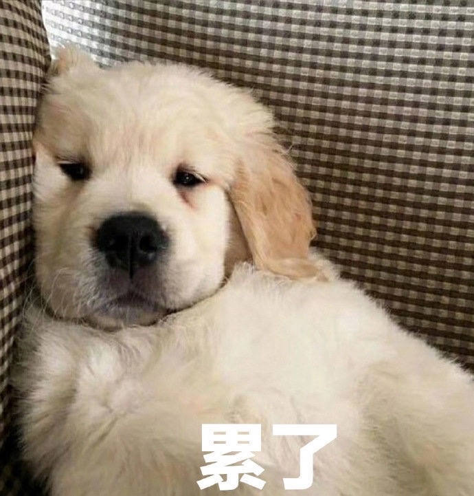 疲惫的小狗