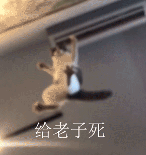 愤怒的兔子