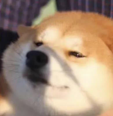 柴犬疑惑脸