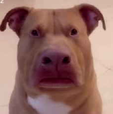 困惑的狗狗