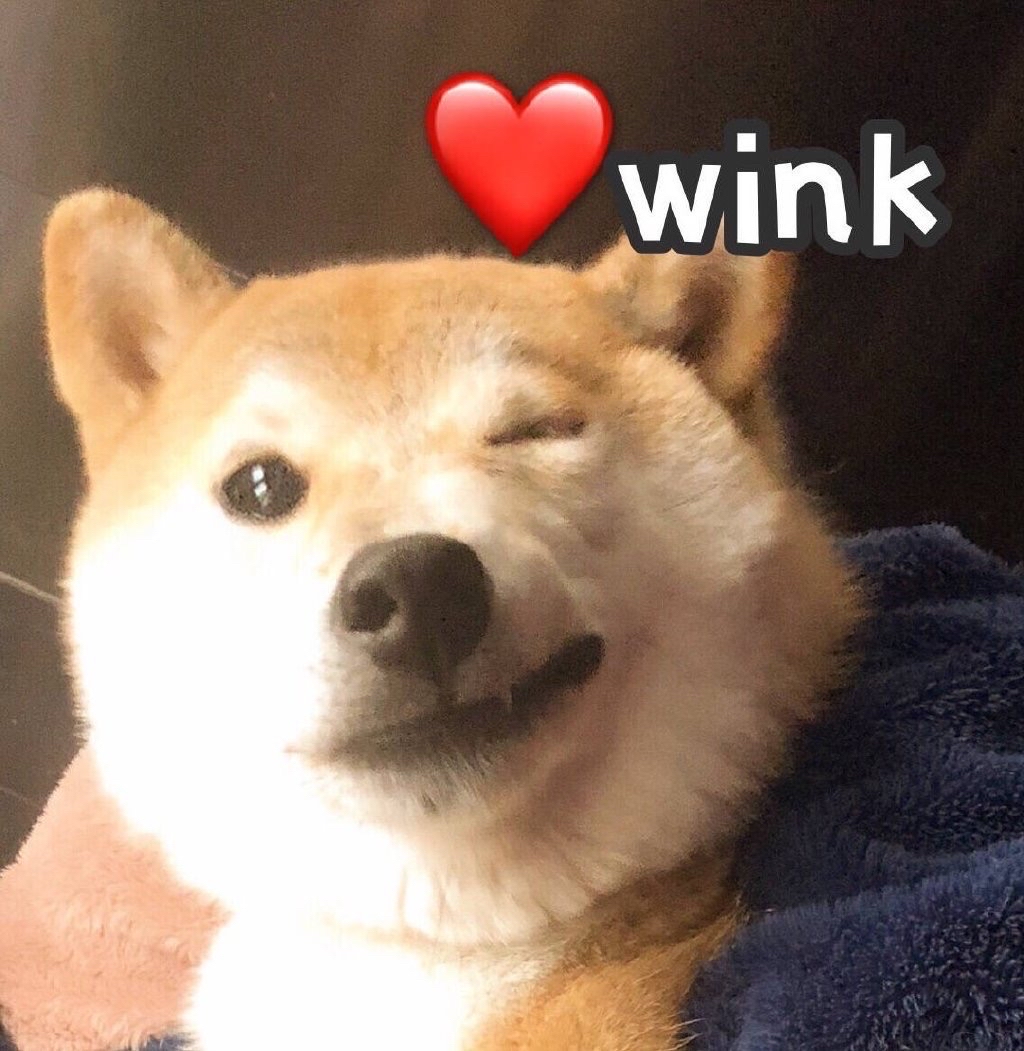 狗狗眨眼比心