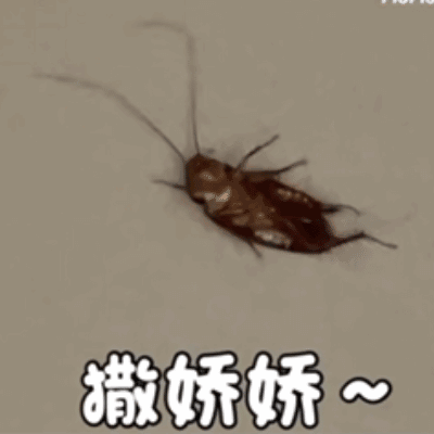 撒娇的蟑螂
