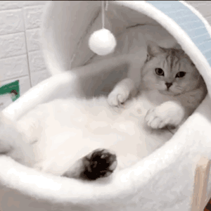慵懒的猫咪