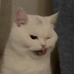 猫咪翻白眼吐舌头