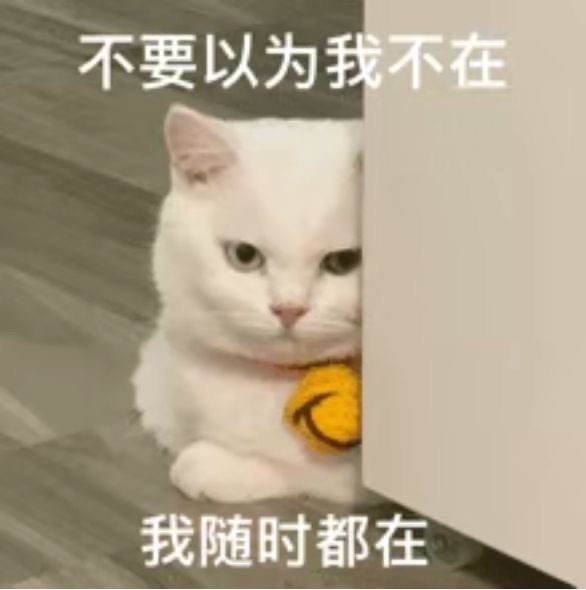 暗中观察的猫