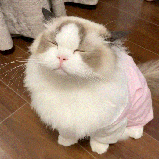 可爱猫咪的粉红装