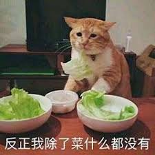 猫吃菜