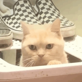 猫咪的凝视