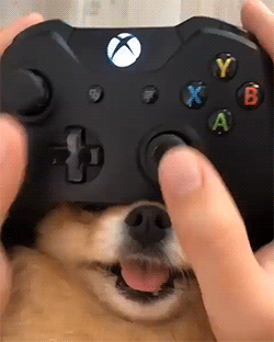 狗狗玩游戏