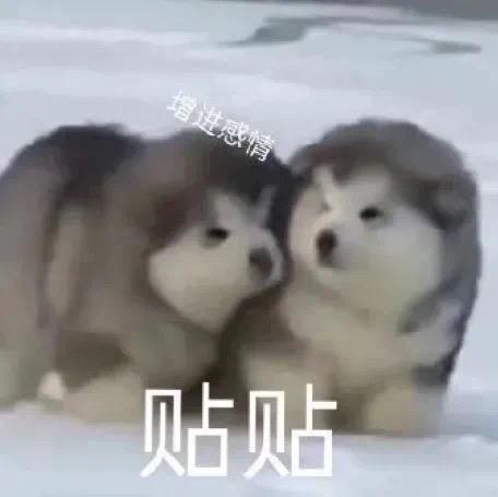 增进感情的贴贴狗
