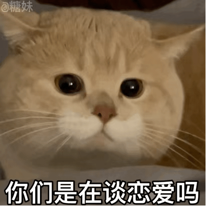 好奇猫咪问恋爱