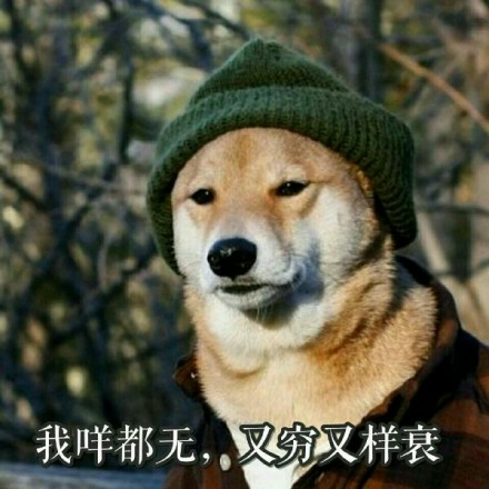 贫穷又无奈的柴犬