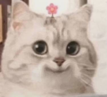 可爱猫咪表情包