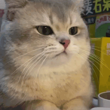 猫咪疑惑脸