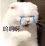 震惊猫咪