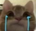 猫咪流泪