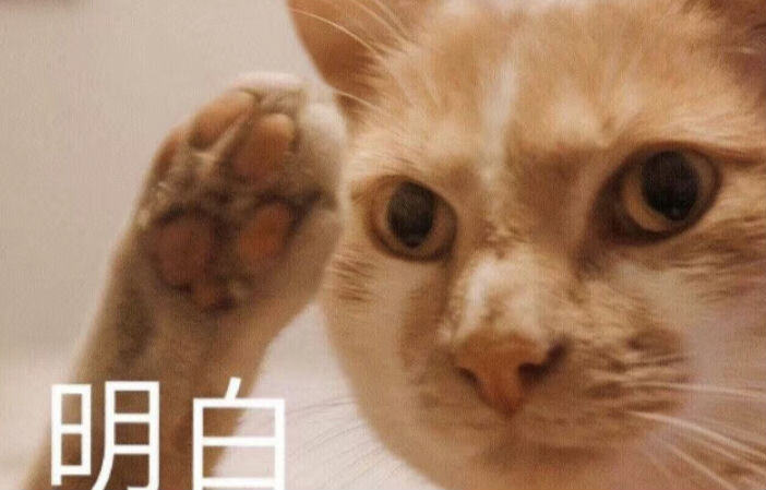 明白的猫