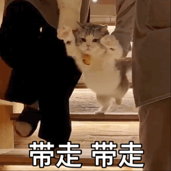 猫咪被带走