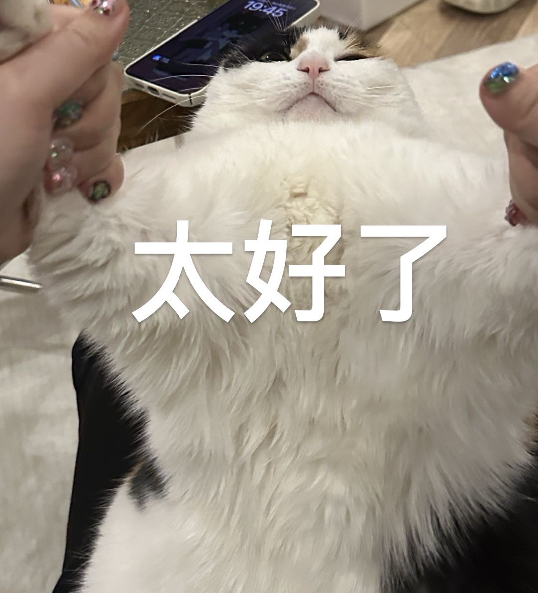 猫咪太好了