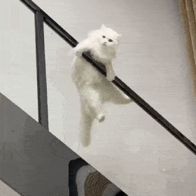 猫咪的尴尬瞬间