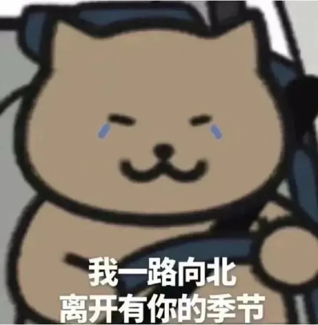 一路向北的猫