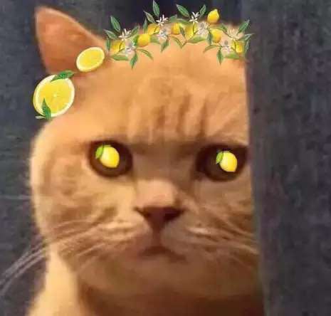 柠檬精猫