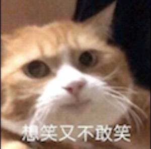 想笑不敢笑的猫