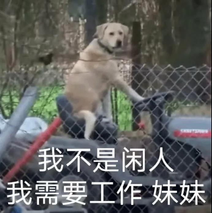 狗狗工作表情包