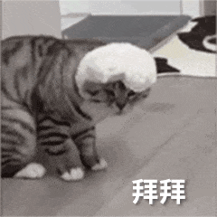 猫咪拜拜
