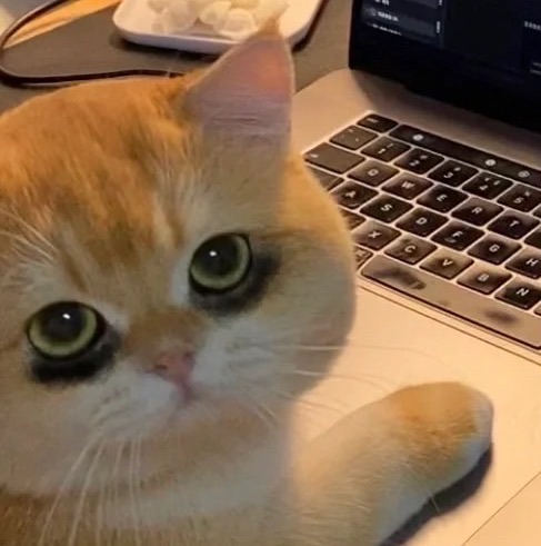猫咪工作打扰
