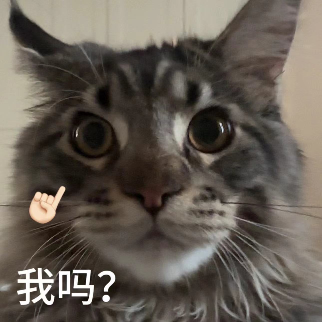 惊讶猫咪指着自己问'我吗？'