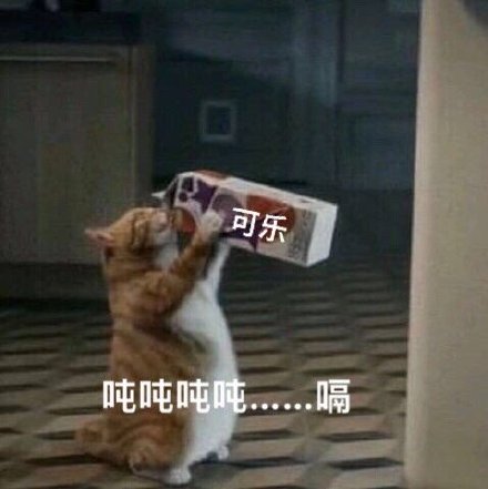猫咪吨吨吨吨喝可乐