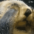 熊猫头摇头晃脑