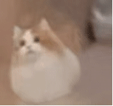 猫咪的疑惑