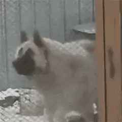 狗狗被雪埋