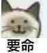 猫咪要命表情包