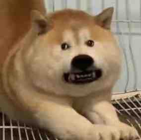 胖柴犬的愤怒