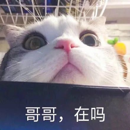 猫咪撒娇表情包