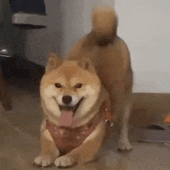 柴犬被踩背