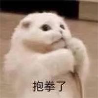 抱拳了，猫咪
